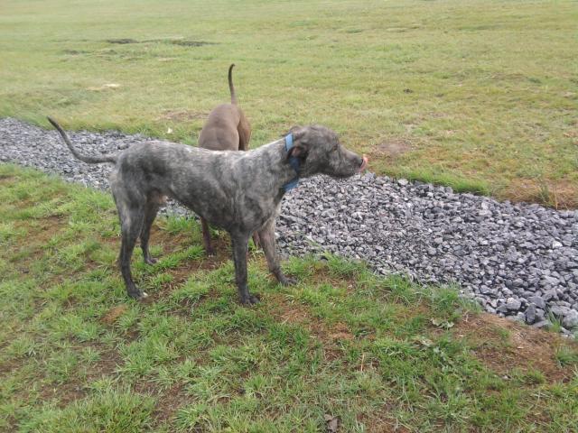 Deerhound x bull store greyhound